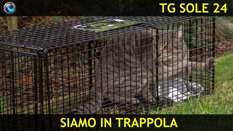 21 ottobre tg