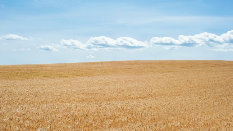 Campo-grano