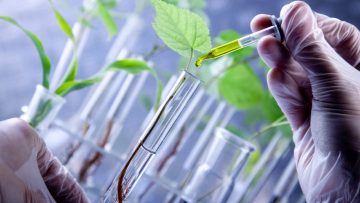 Scientist examine plants