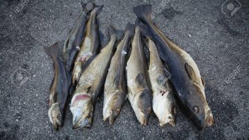 fresh Norwegian fish