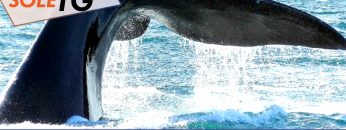 TgSole24_COPERTINA_20240717