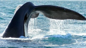 Ultimi colpi di coda