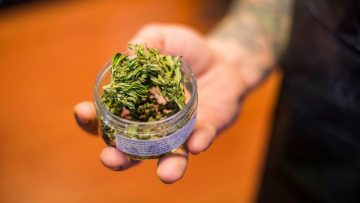 Emendamento cannabis light ed emergenza droghe