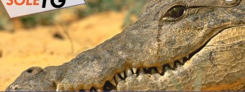 TgSole24_COPERTINA_20240906